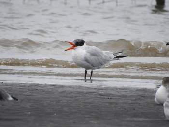 オニアジサシ ふなばし三番瀬海浜公園 2019年10月24日(木)