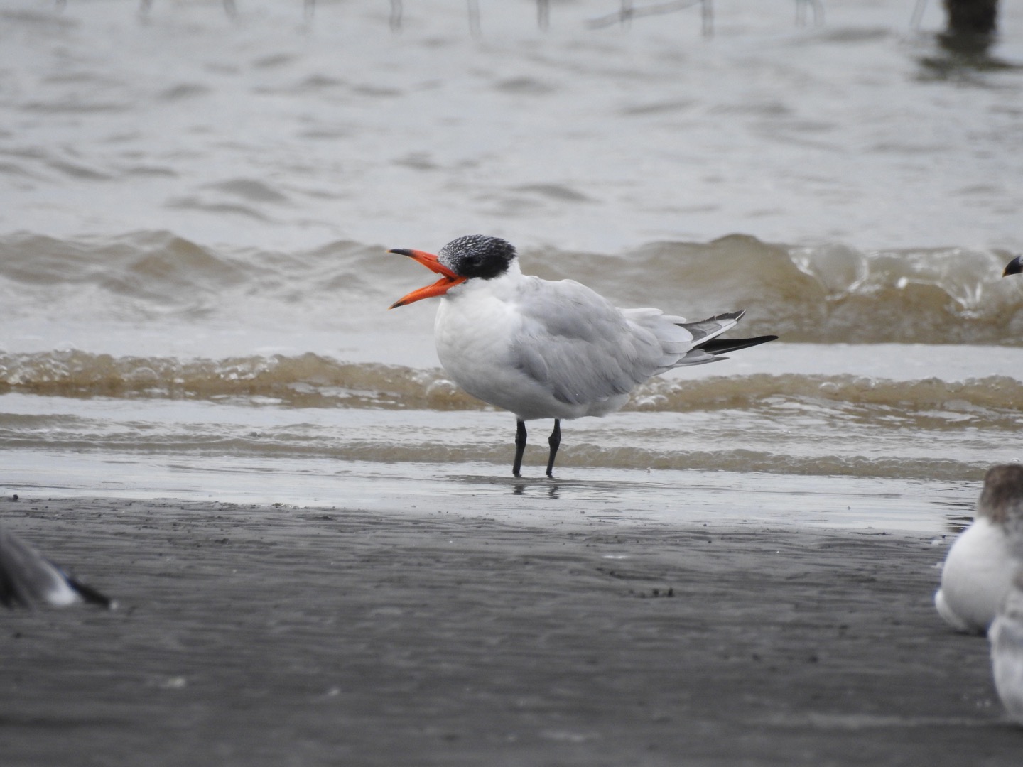 Photo of Caspian Tern at Sambanze Tideland by YAMATTE