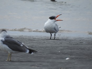 オニアジサシ ふなばし三番瀬海浜公園 2019年10月24日(木)