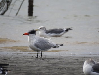 オニアジサシ ふなばし三番瀬海浜公園 2019年10月24日(木)