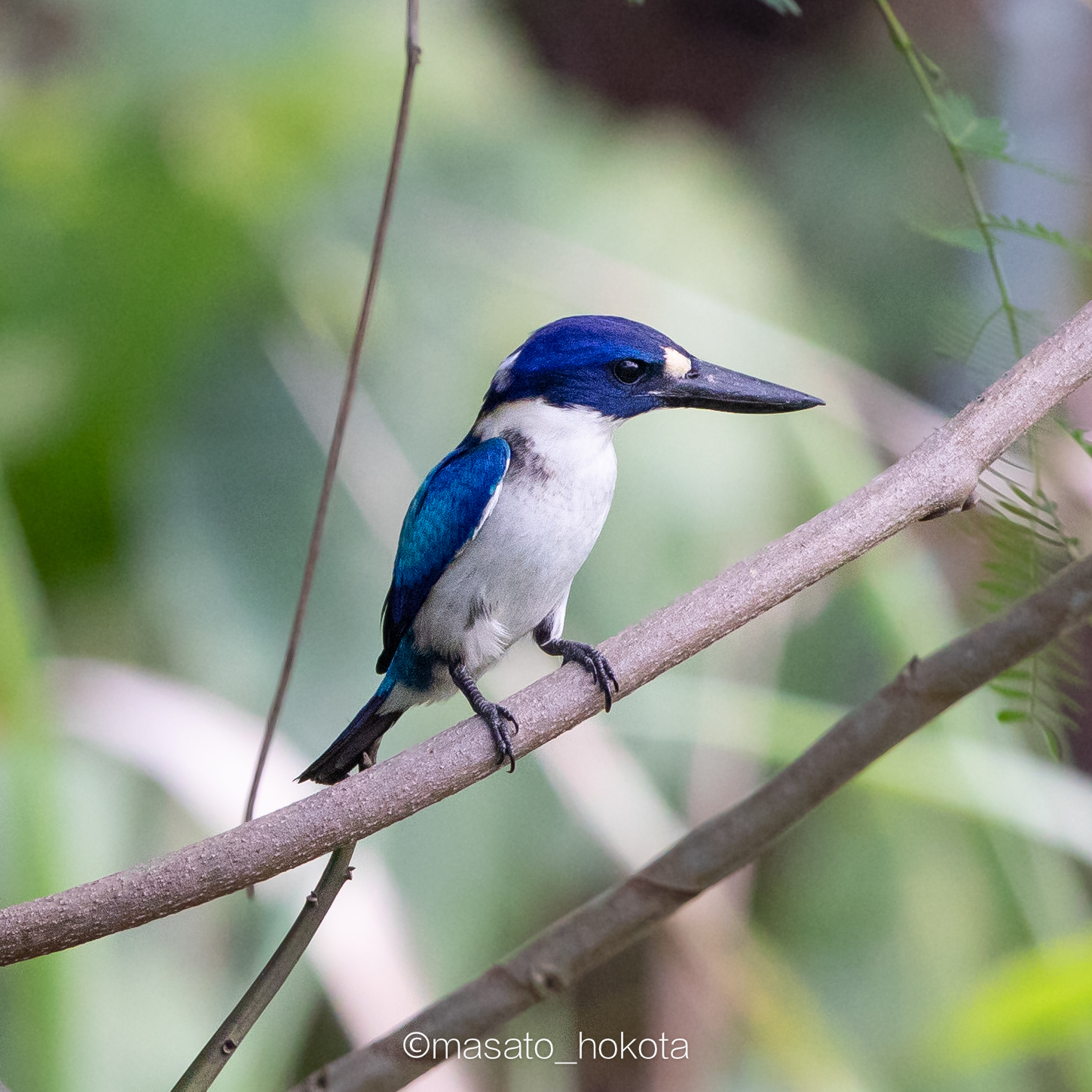 Photo of Blue-and-white Kingfisher at  by Trio