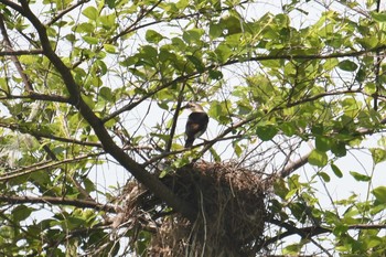 Vinous-breasted Myna