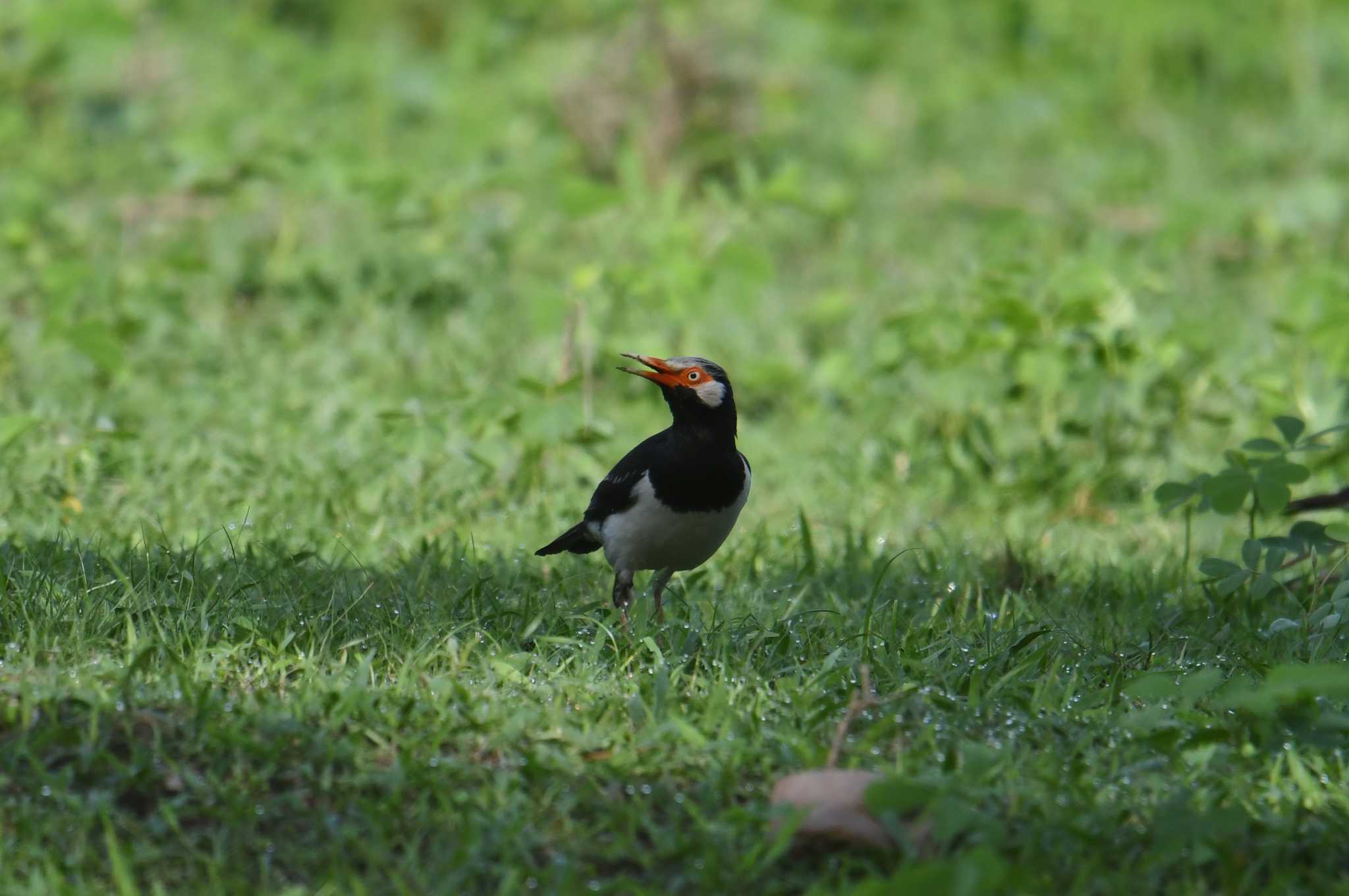 Photo of Siamese Pied Myna at タイ by あひる