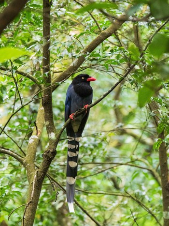 2019年10月21日(月) 陽明山国家公園の野鳥観察記録