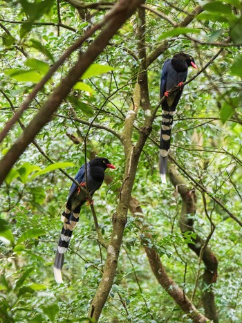 Taiwan Blue Magpie 陽明山国家公園 Mon, 10/21/2019