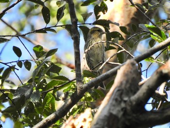 マヒワ 水元公園 2019年10月23日(水)