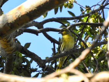 マヒワ 水元公園 2019年10月23日(水)