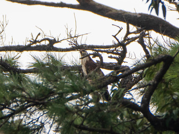 Crested Honey Buzzard 陽明山国家公園 Mon, 10/21/2019