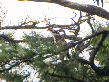 Crested Honey Buzzard 陽明山国家公園 Mon, 10/21/2019