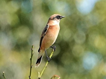 ノビタキ 東山のふれあいの森 2019年10月23日(水)