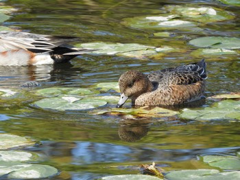 ヒドリガモ 水元公園 2019年10月23日(水)