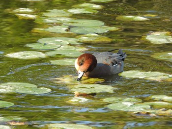 ヒドリガモ 水元公園 2019年10月23日(水)