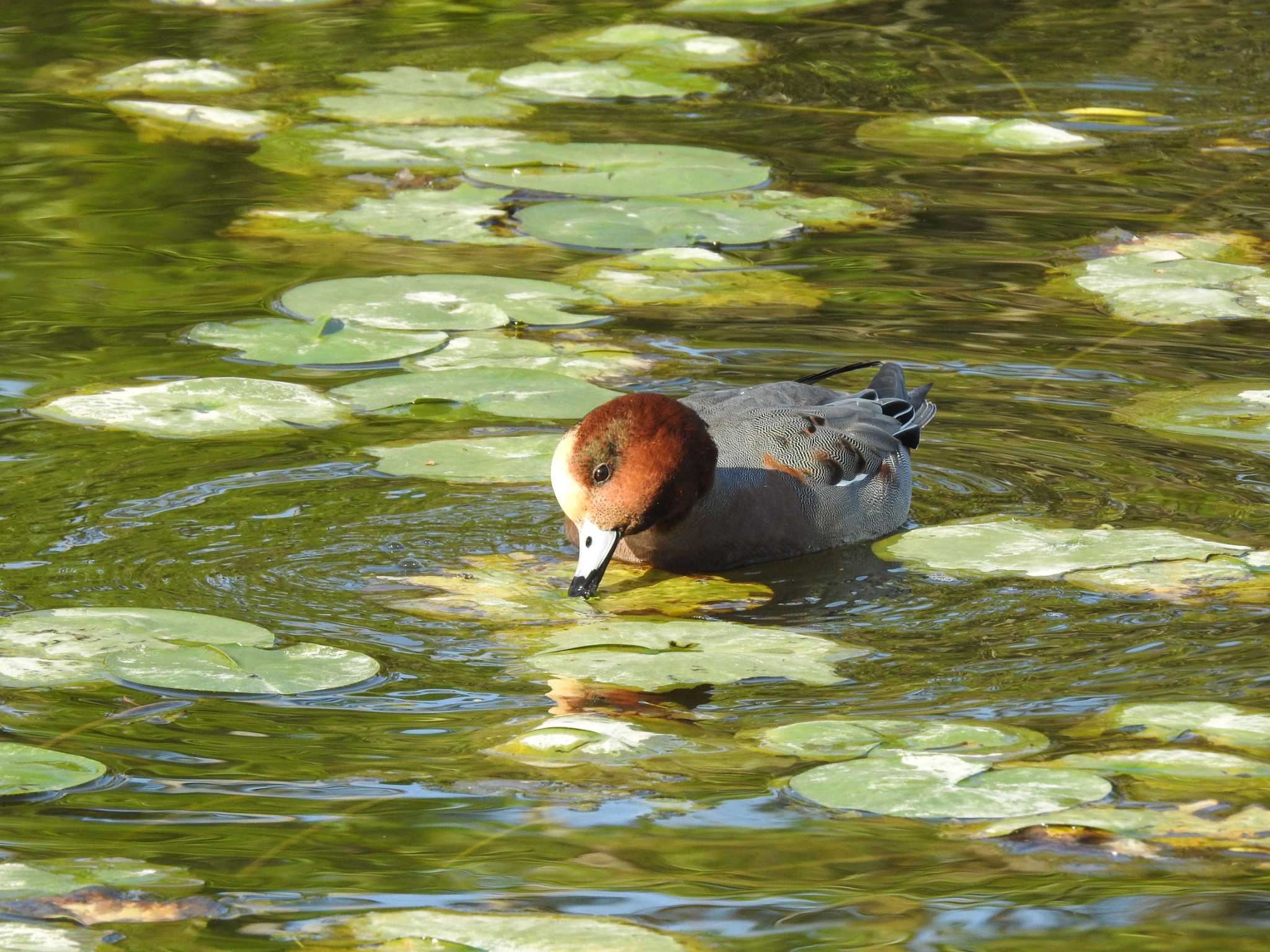 水元公園 ヒドリガモの写真 by TK2