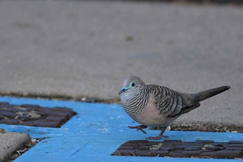 Zebra Dove