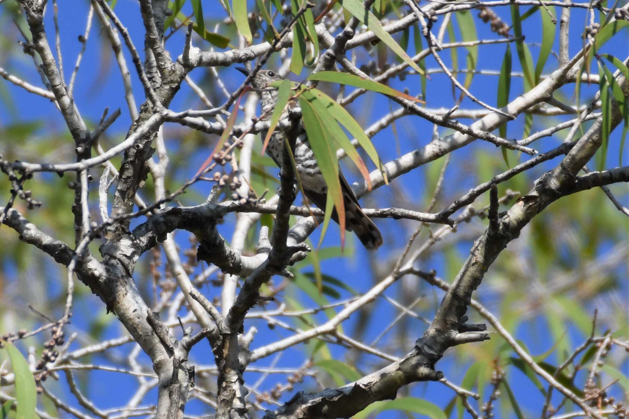 Horsfield's Bronze Cuckoo