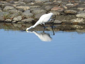 ダイサギ 水元公園 2019年10月23日(水)