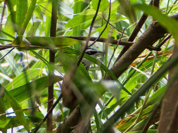 Taiwan Scimitar Babbler 陽明山国家公園 Mon, 10/21/2019