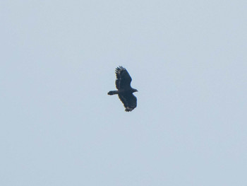 Crested Serpent Eagle 陽明山国家公園 Mon, 10/21/2019