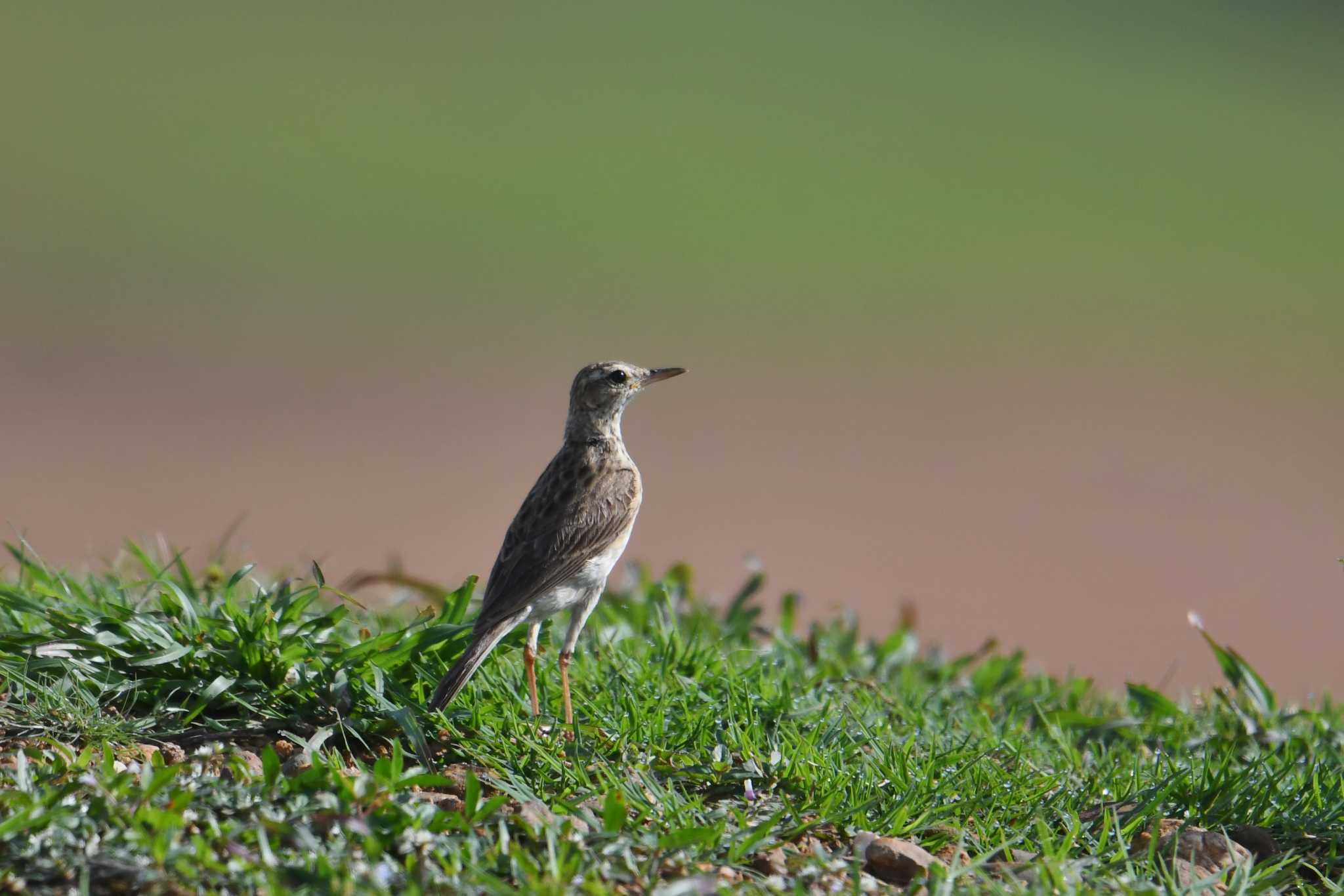 Paddyfield Pipit