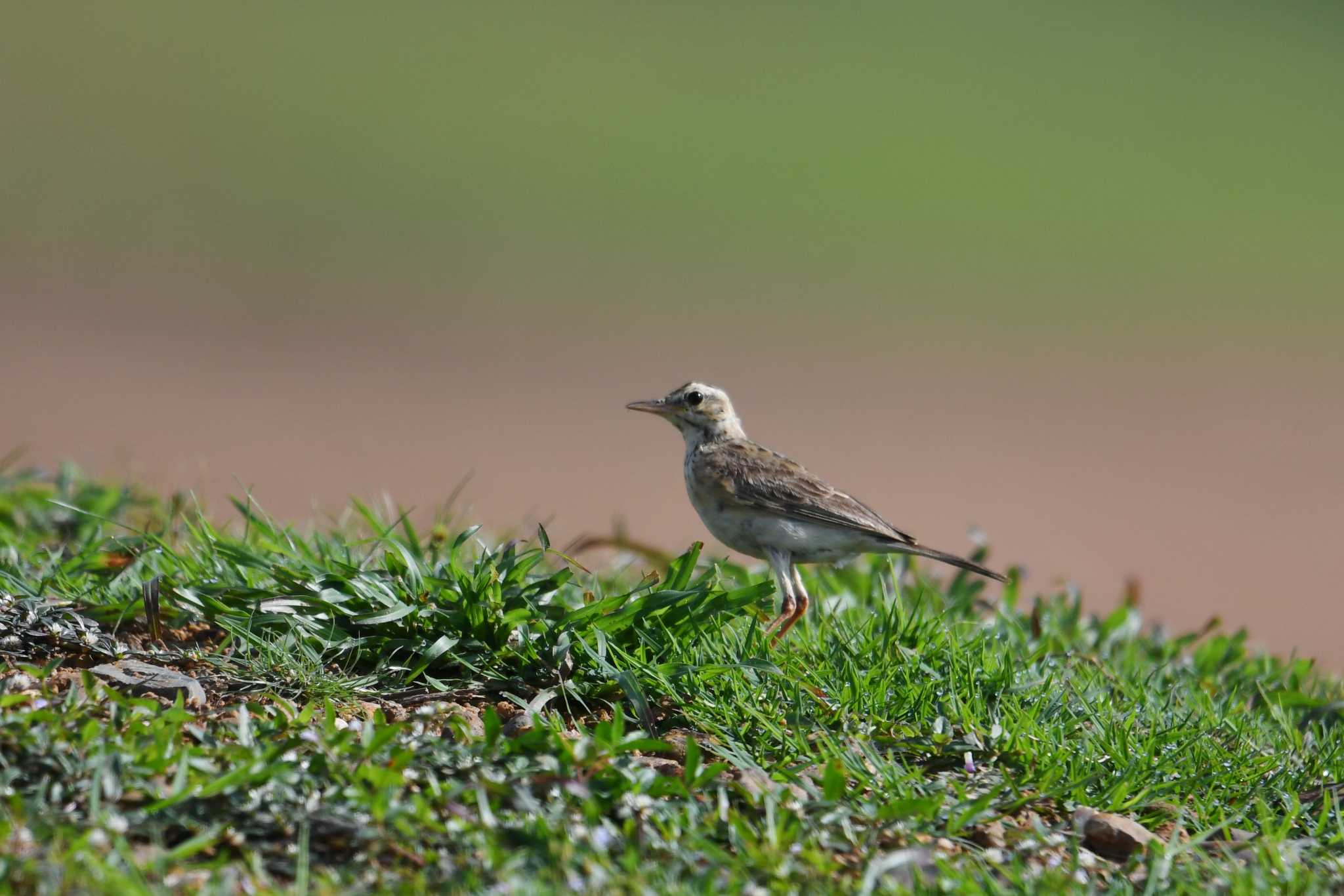 Photo of Paddyfield Pipit at タイ by あひる