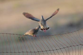 Bar-shouldered Dove オーストラリア,ケアンズ～アイアインレンジ Mon, 10/14/2019