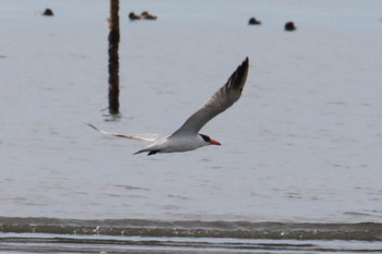 Caspian Tern Unknown Spots Sat, 10/26/2019