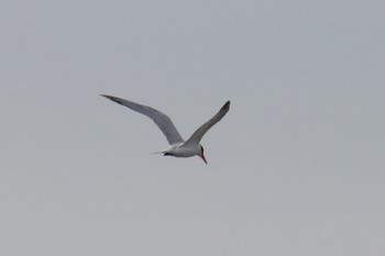 Caspian Tern Unknown Spots Sat, 10/26/2019