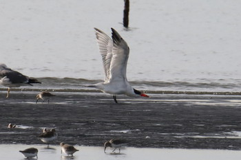 Caspian Tern Unknown Spots Sat, 10/26/2019