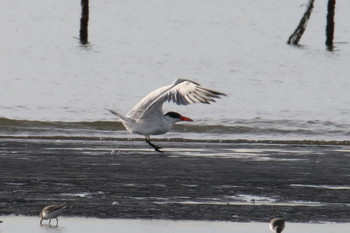 Caspian Tern Unknown Spots Sat, 10/26/2019