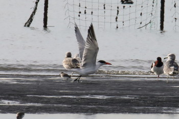 Caspian Tern Unknown Spots Sat, 10/26/2019