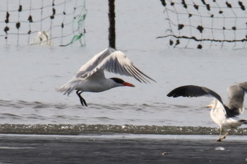 Caspian Tern Unknown Spots Sat, 10/26/2019