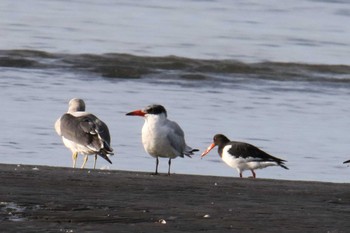 Caspian Tern Unknown Spots Sat, 10/26/2019