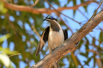 Blue-faced Honeyeater オーストラリア,ケアンズ～アイアインレンジ Sat, 10/12/2019