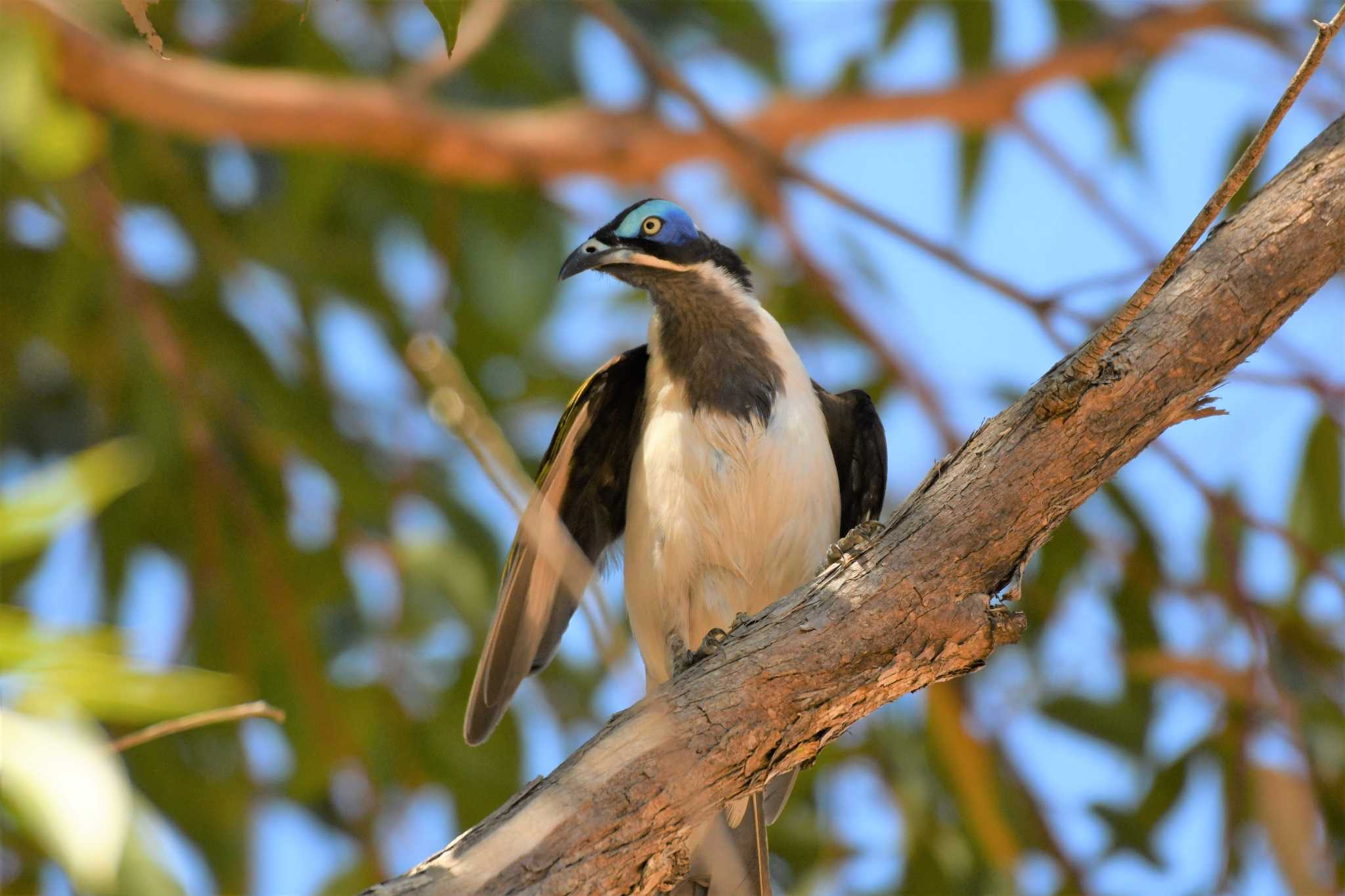 Blue-faced Honeyeater