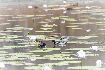 2019年10月13日(日) オーストラリア,ケアンズ～アイアインレンジの野鳥観察記録