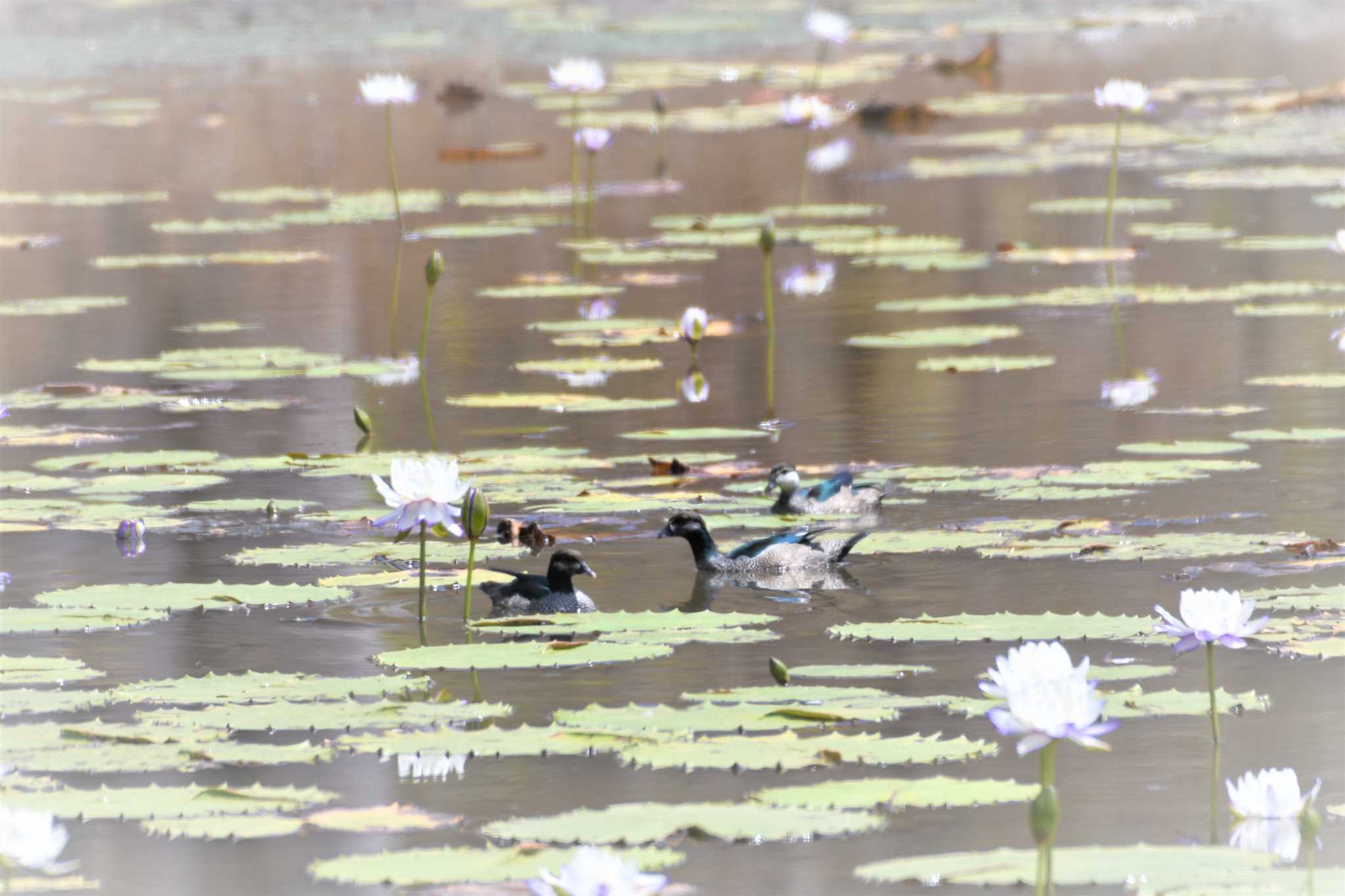 Green Pygmy Goose