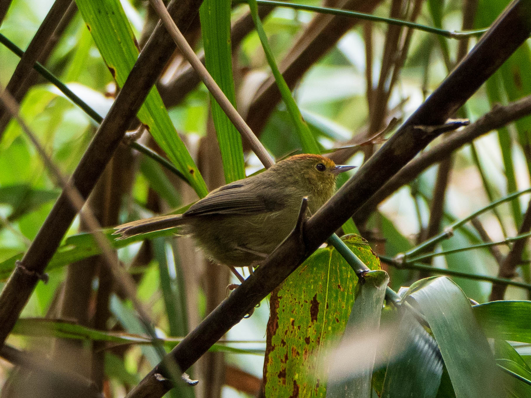 Photo of Rufous-capped Babbler at 陽明山国家公園 by ryokawameister