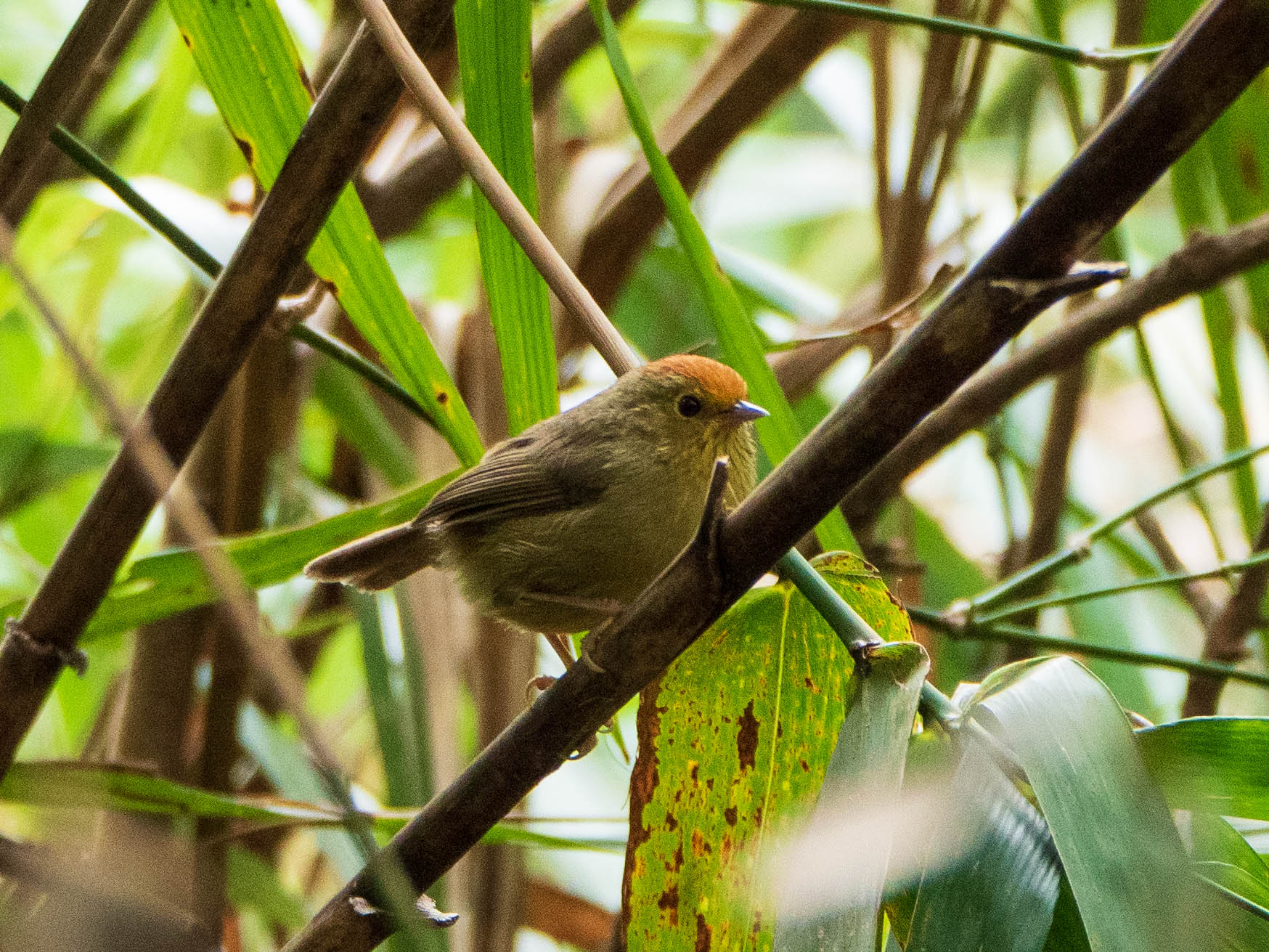 Photo of Rufous-capped Babbler at 陽明山国家公園 by ryokawameister