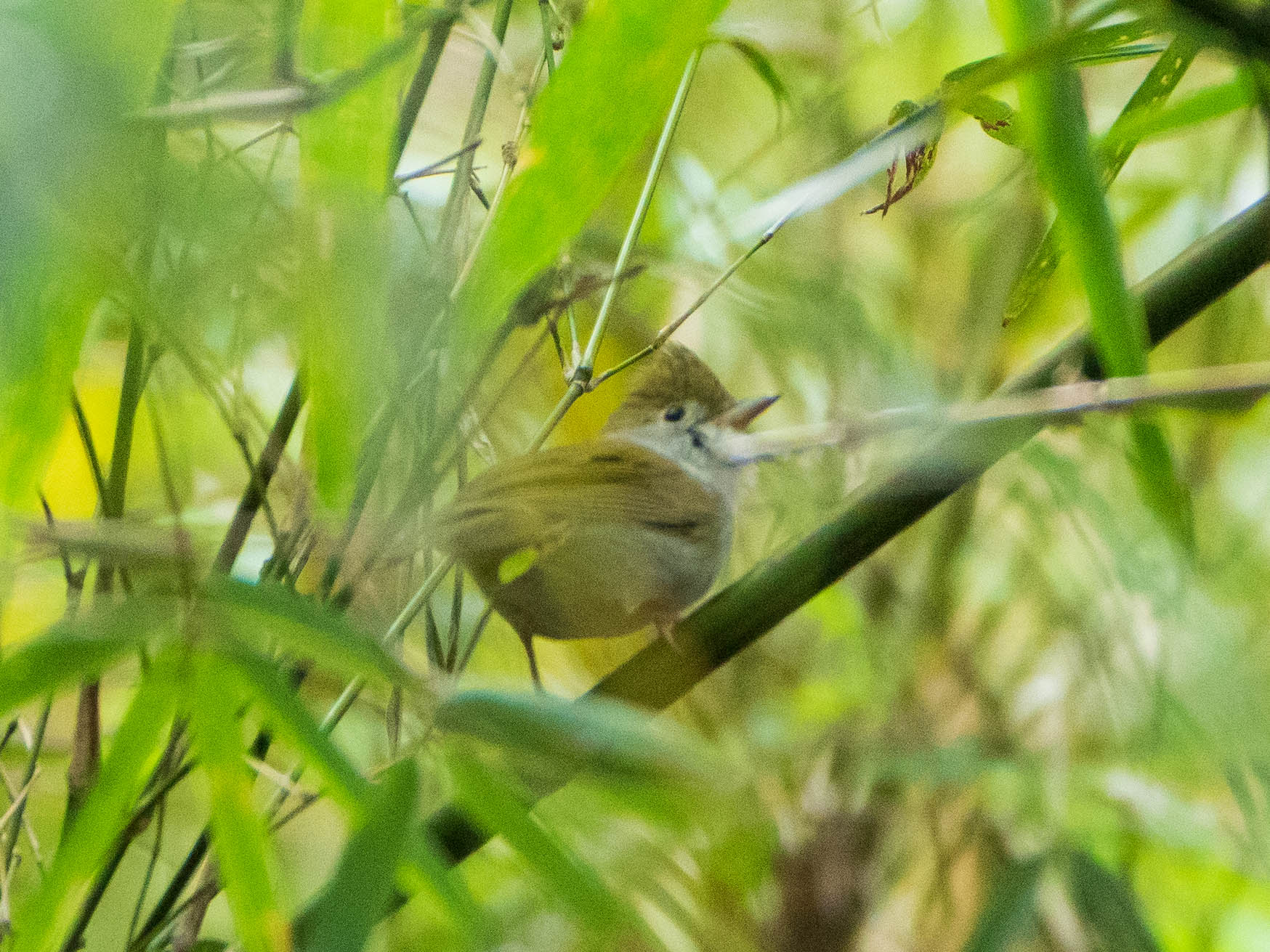 Photo of White-bellied Erpornis at 陽明山国家公園 by ryokawameister