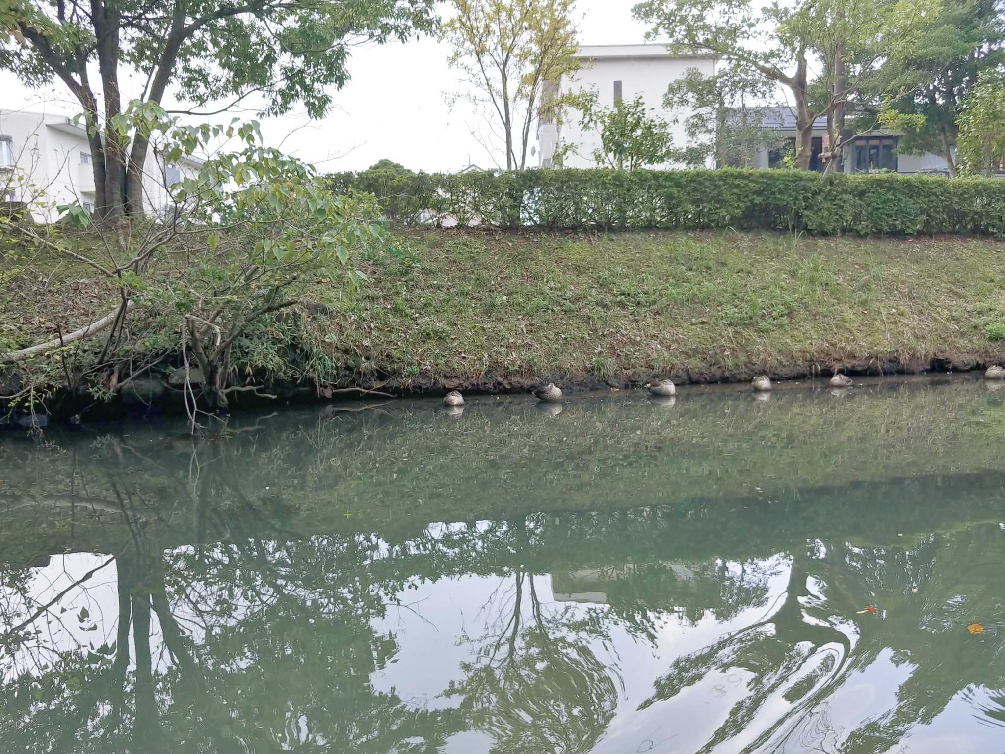 Photo of Eastern Spot-billed Duck at Matsue Castle by ww1k8ww