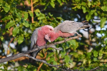 2019年10月20日(日) Laura (Australia)の野鳥観察記録