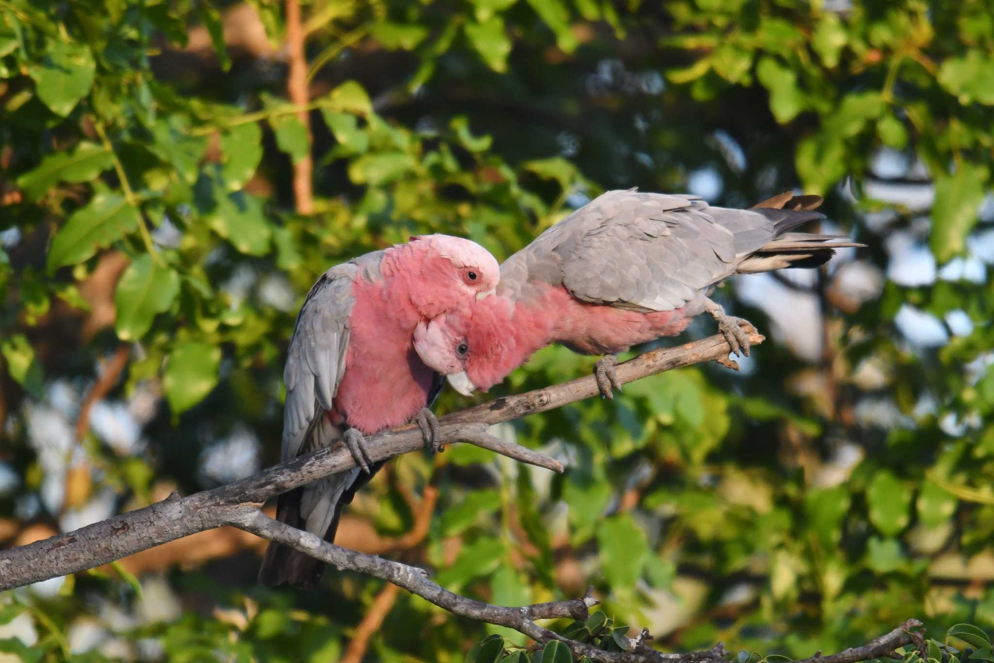 Photo of Galah at Laura (Australia) by あひる