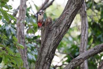 アカゲラ 葛西臨海公園 2019年10月26日(土)