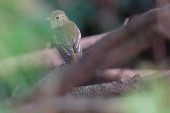 キビタキ 葛西臨海公園 2019年10月26日(土)