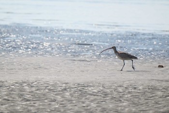 ダイシャクシギ 葛西臨海公園 2019年10月26日(土)