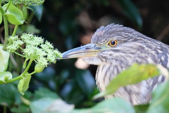 ゴイサギ 葛西臨海公園 2019年10月26日(土)