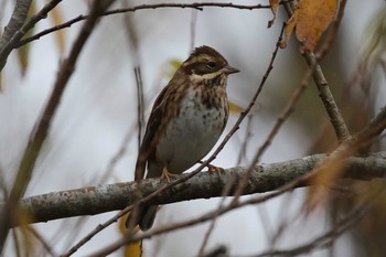 Sat, 10/26/2019 Birding report at Hakodateyama