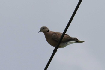 Red Collared Dove