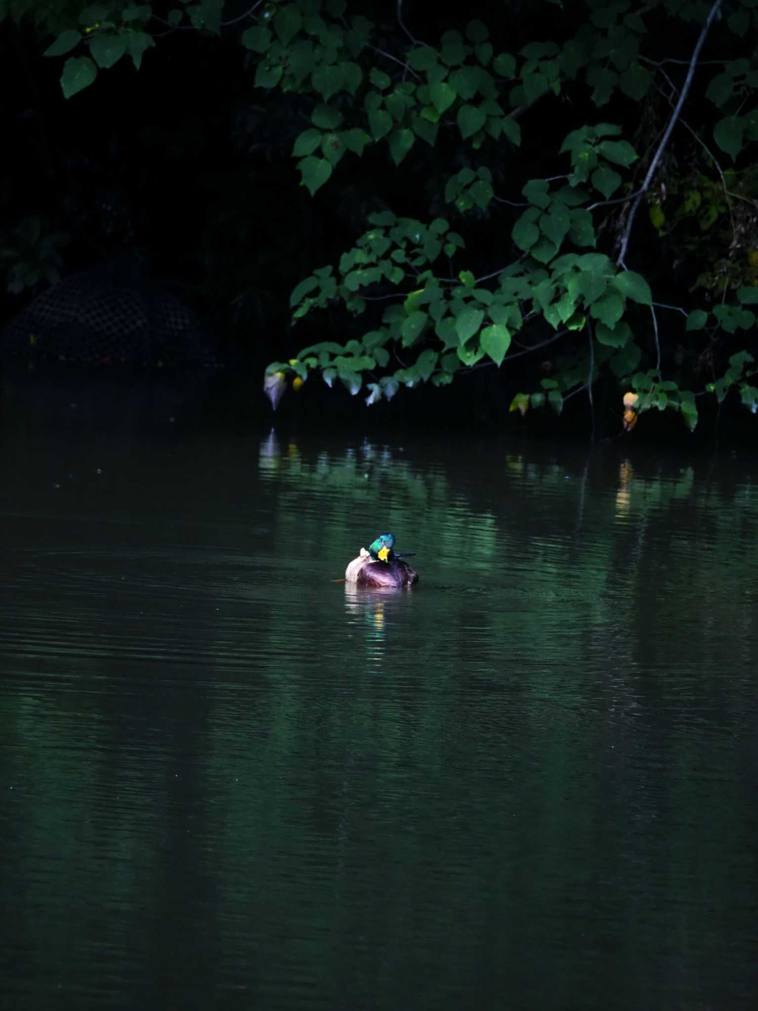 光が丘公園 マガモの写真 by とろろ