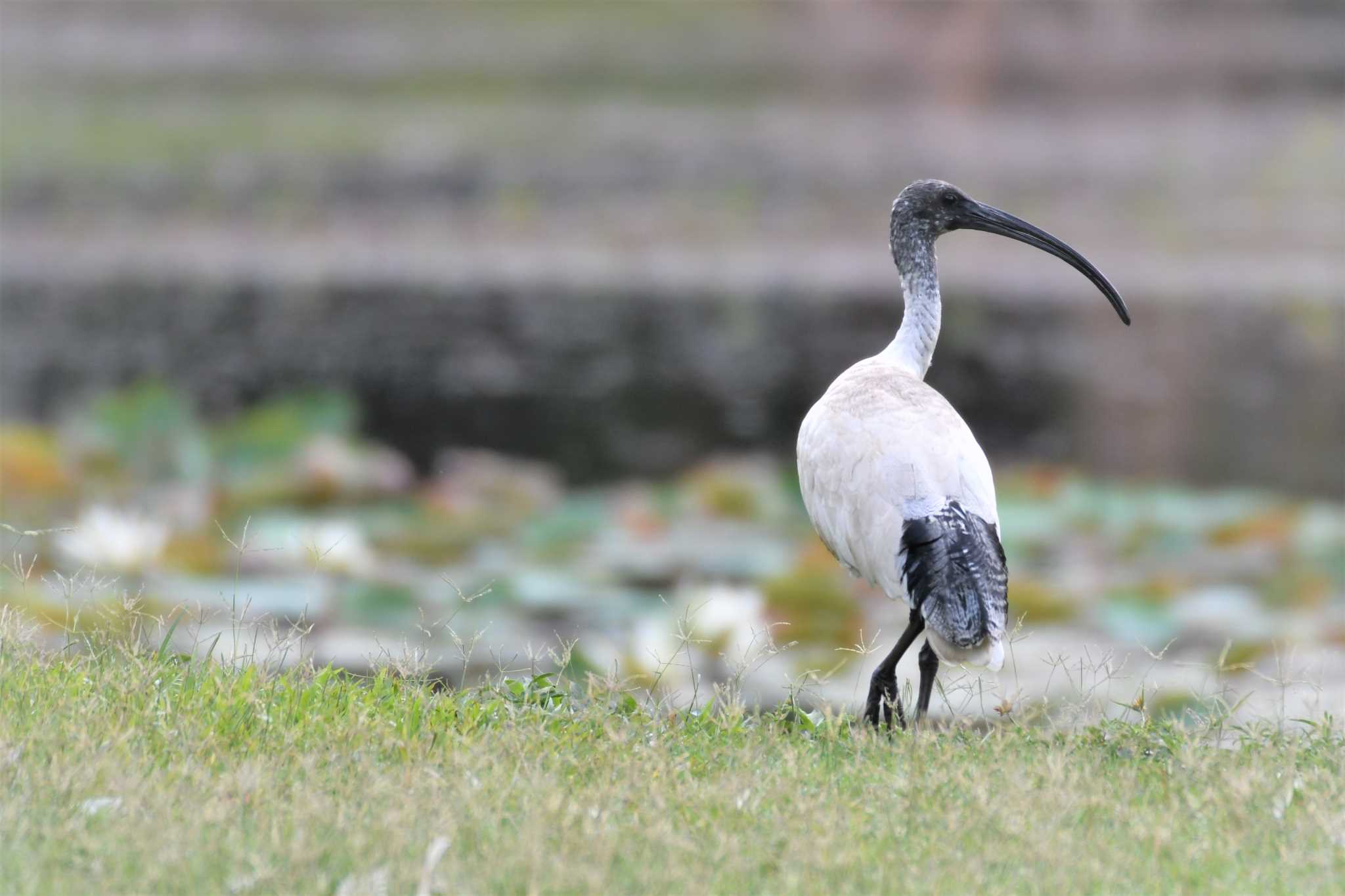 Photo of Australian White Ibis at オーストラリア,ケアンズ～アイアインレンジ by でみこ